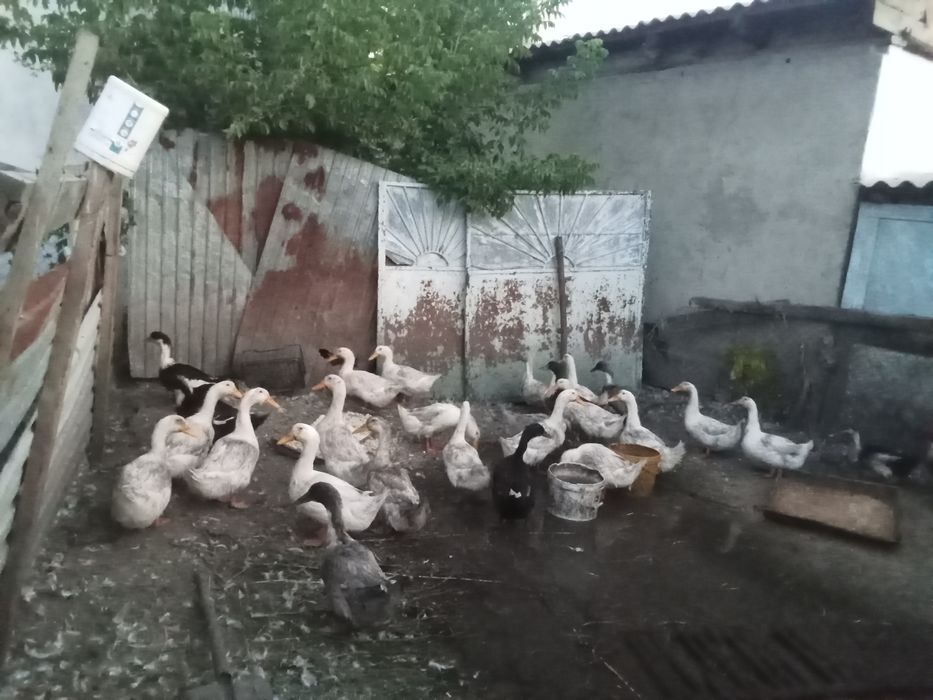 Продаю подросшенных утят .и  уток этого года  жирные  парода пекинские