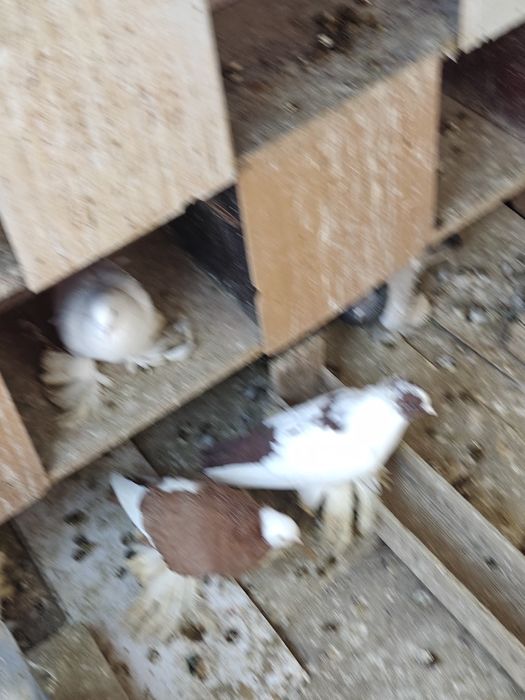 Продам голубей домашних