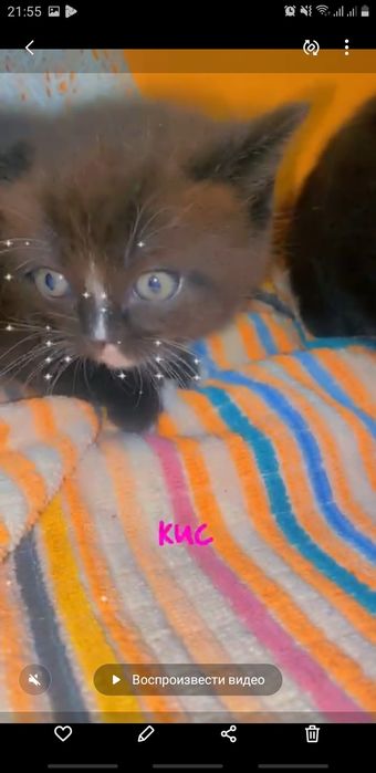 Британцы и .шотландцы