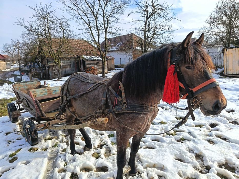 Vând iapă gestantă