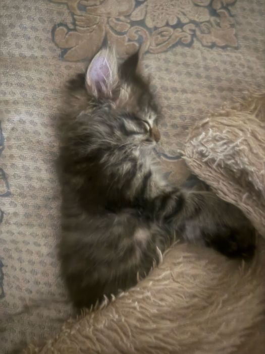 Котенок продам срочно!