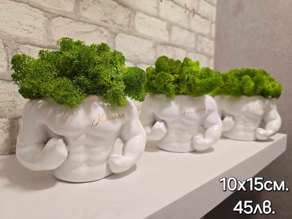 Различни видове кашпи със скандинавски мъх