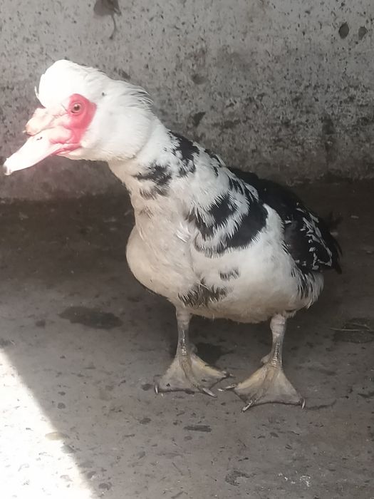 Продам селезень индоутка