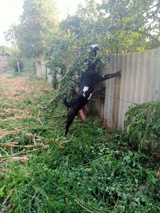 Коза Битал  300тыс