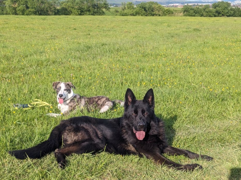 Dresaj canin scoala Dogisland K9