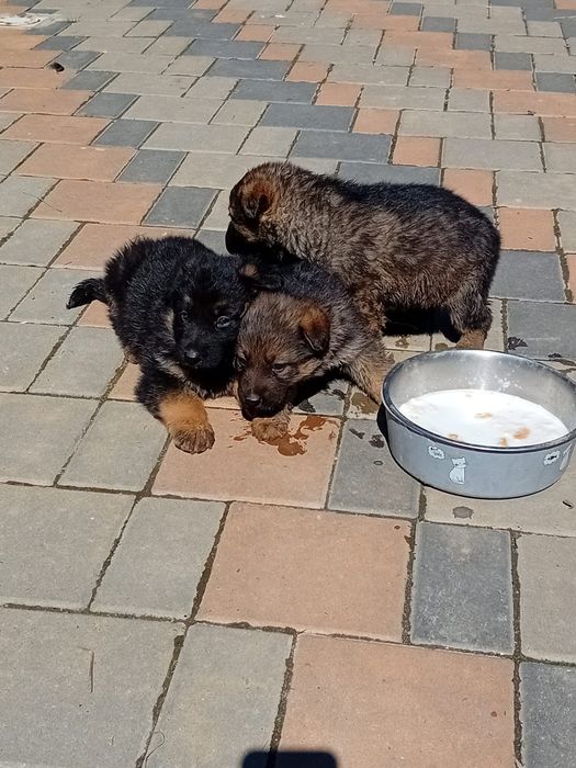 Ciobănesc German in TG-JIU