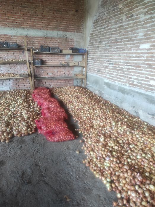 Лук Лясковец/Лясковски 58