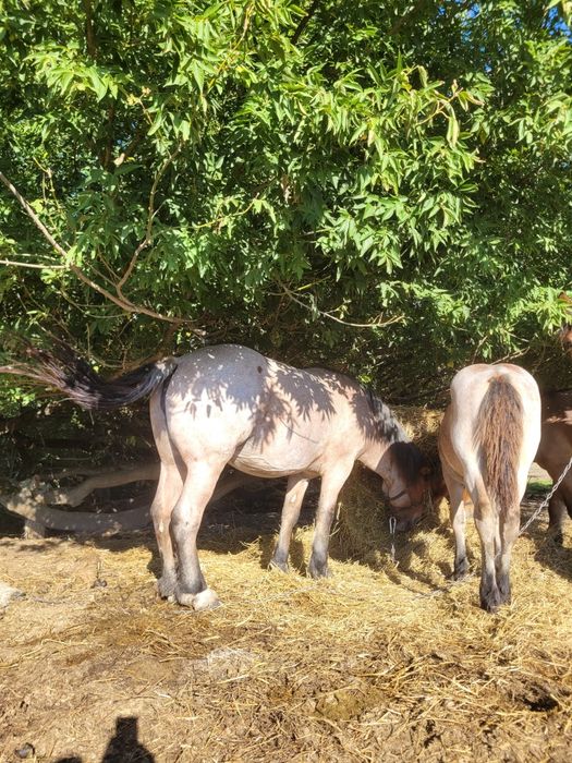 Vând animale Seica Mare