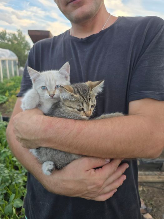 Отдам котят в хорошие руки.
