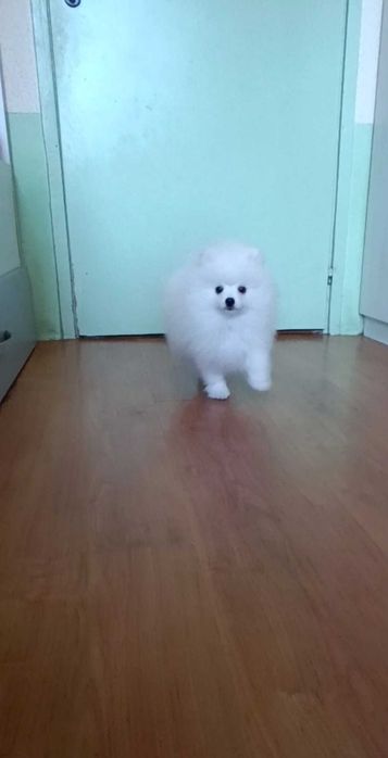 Померани Момчета с Родословие