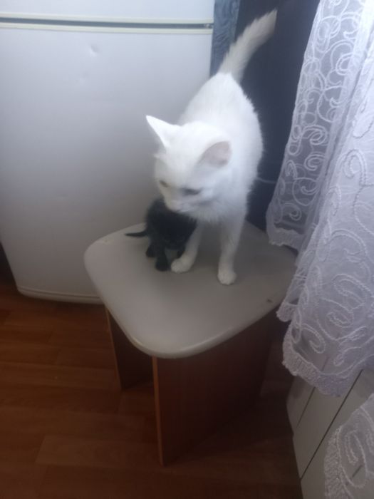 Отдам красивых котят