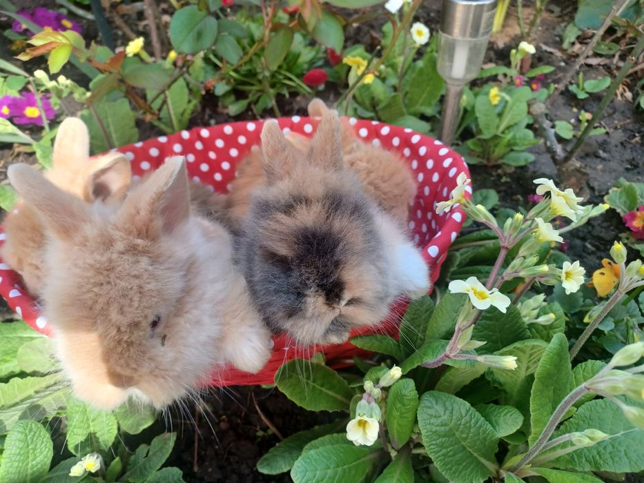 Iepurași cap de leu