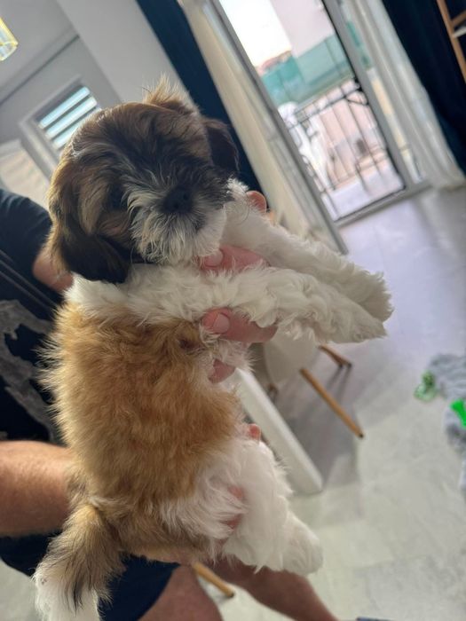 Shih-tzu,fetita,model deosebit, vaccinata și deparazitația la zi !