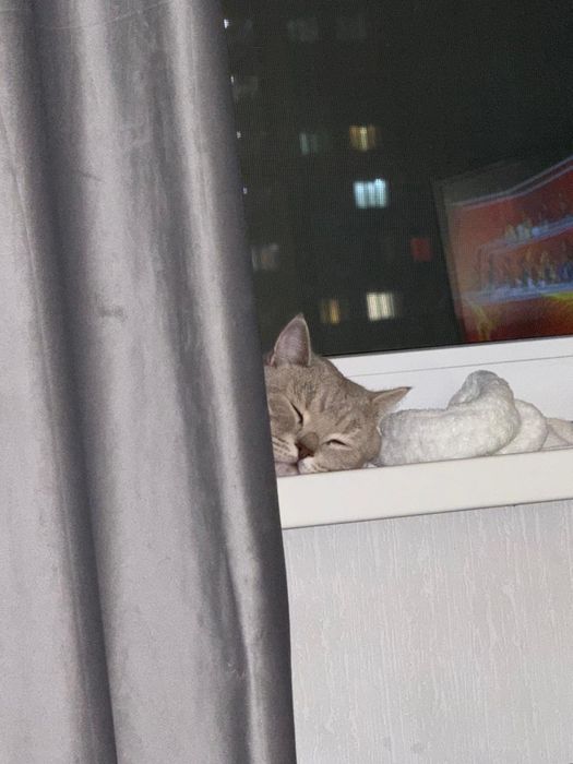 Скоттиш—страйт кот
