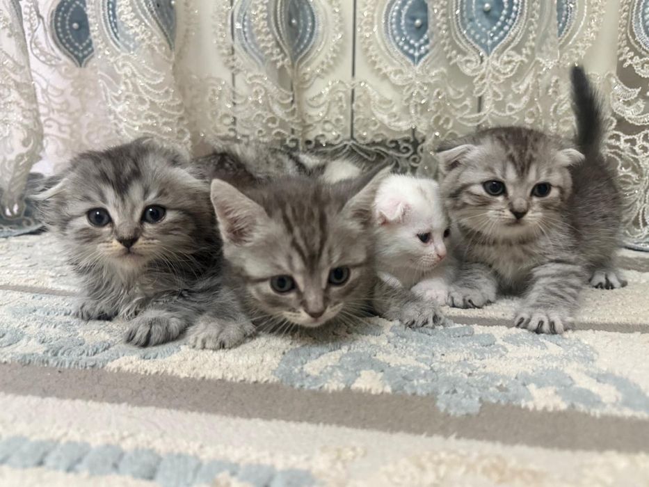 В продаже шотландские котята