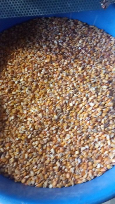 Vând porumb producție 2024