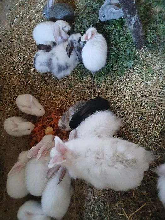 Крольчата бабочки