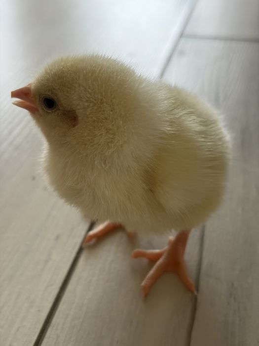 Бройлеры суточные