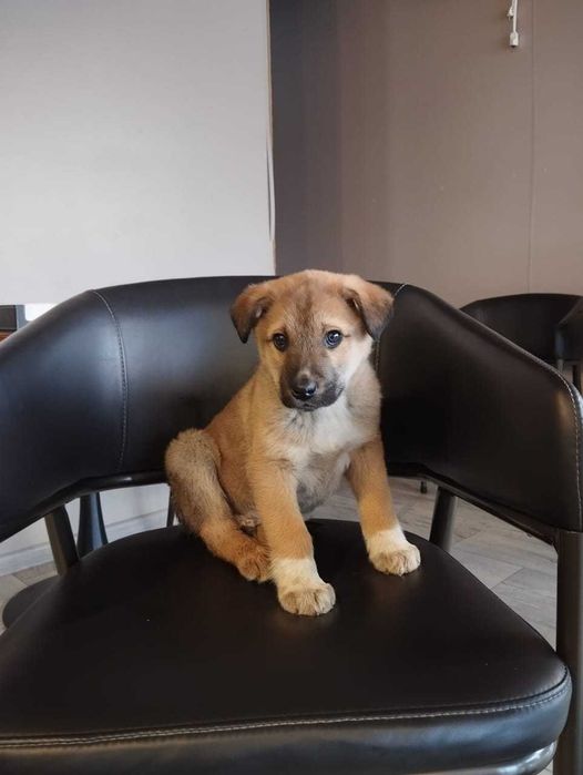 В добрые руки пристраивается мальчик