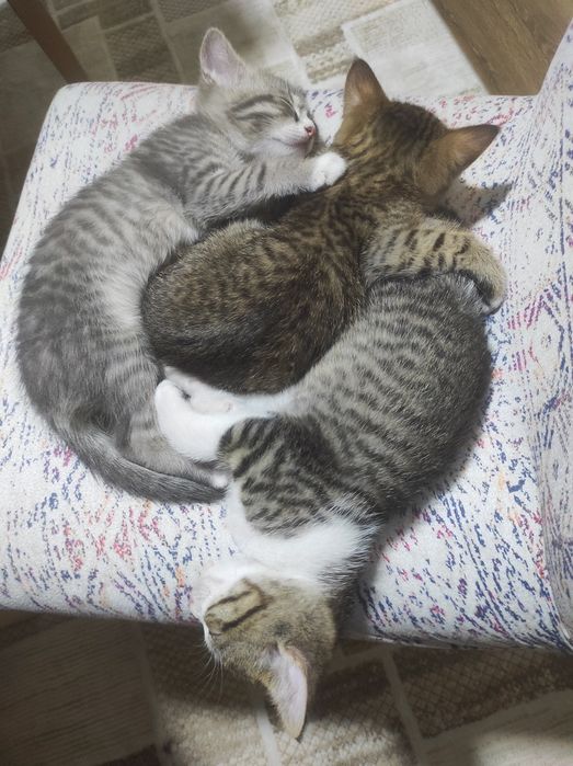 Тегін беремін,уй мысығы