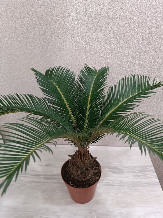 Продам комнатную пальму Цикас
