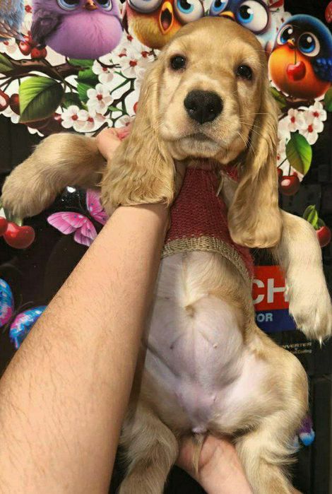 Сабака 4 ойлик исми Лиля паспорт дакименьт бор фаргона Шахар