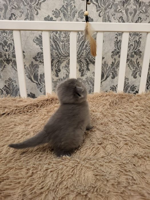 Голубой окрас Скоттиш Фолд.