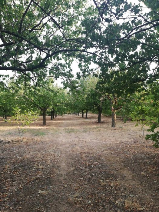 Продава се Земеделски имот в с. Калипетрово, Област Силистра -  кв.м за 5100 €/дка - Снимка #3