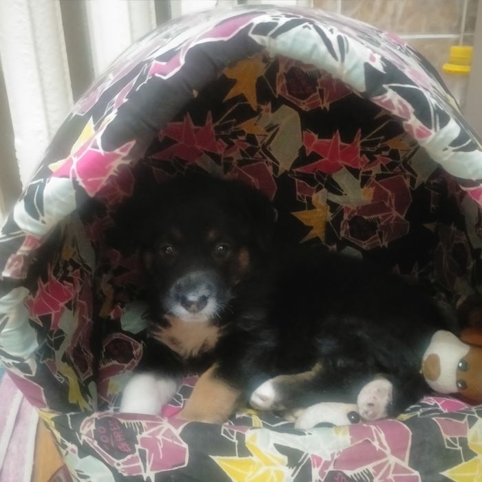 Щенок в добрые руки