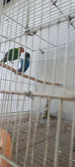 Продаются неразлучник