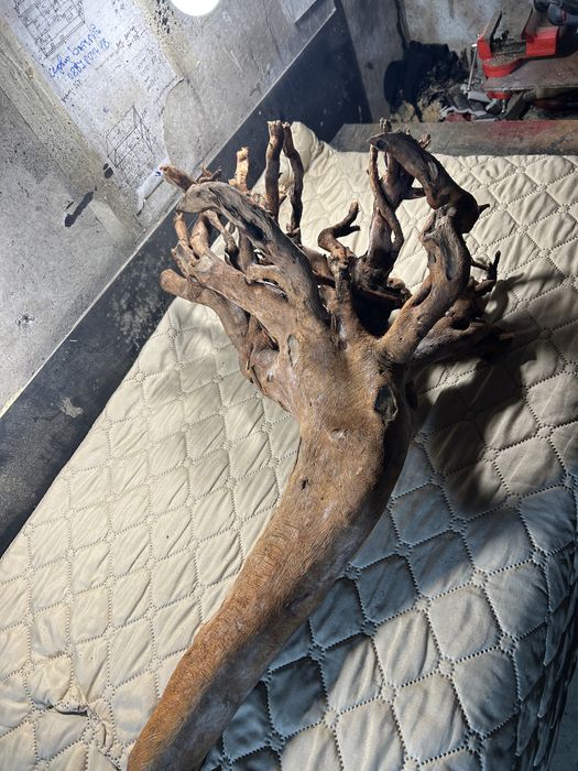 Корен от върба за аквариум обработен!