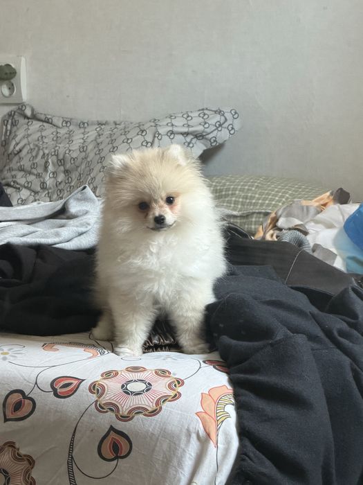 Цвергшпиц немецский белый