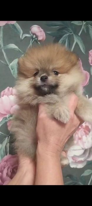 Щенки шпица мини