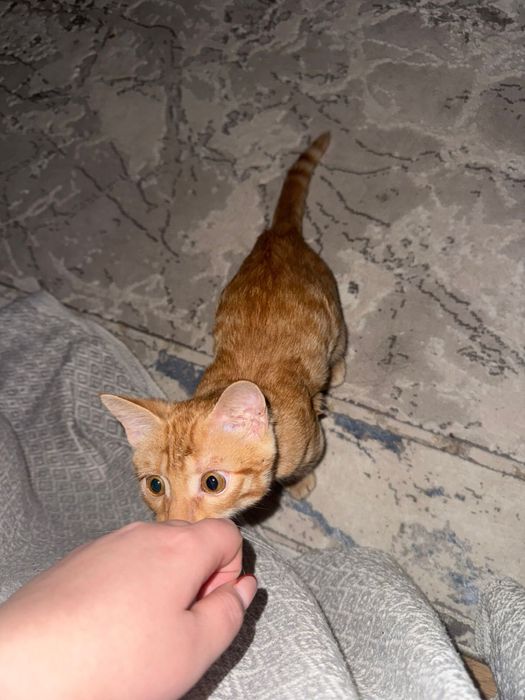 Отдам кота в хорошие руки