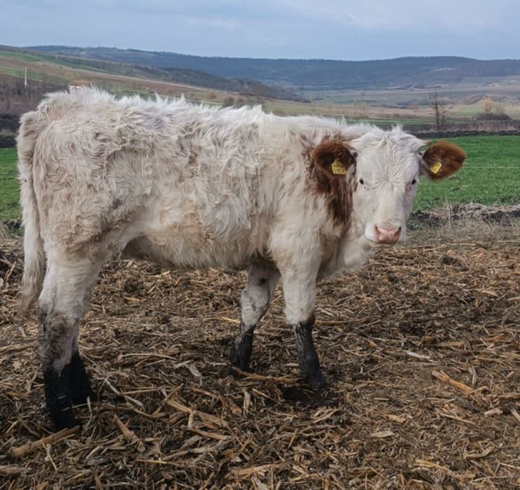 Doua viteii devanzare