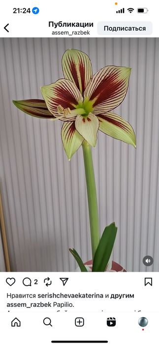 Папилио, Папилио