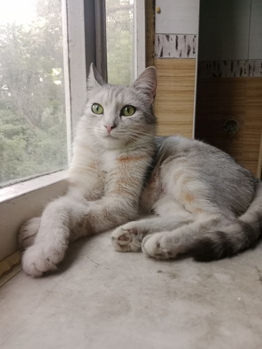 Кошечка в поисках дома