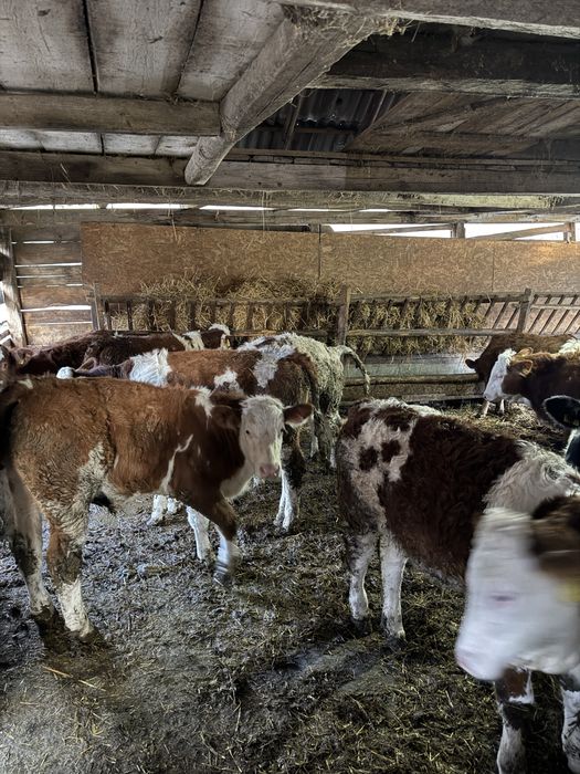 Bălțati românești