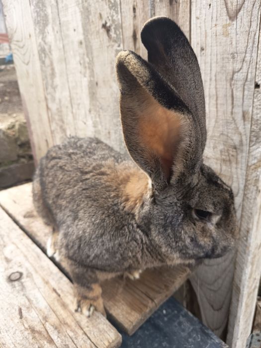 Vând  mascul de urias german