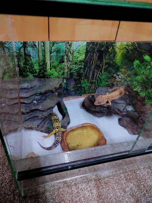 Vând 2 soparle Gecko Leopard (mascul și femelă)+terariu