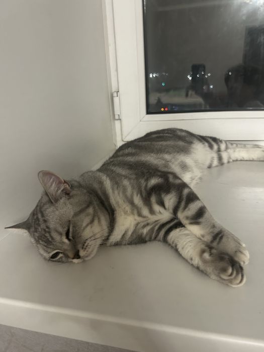 продам шотландского кота