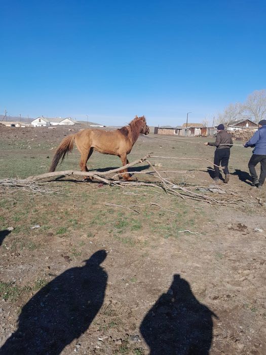 Айгыр сатылады мыкты