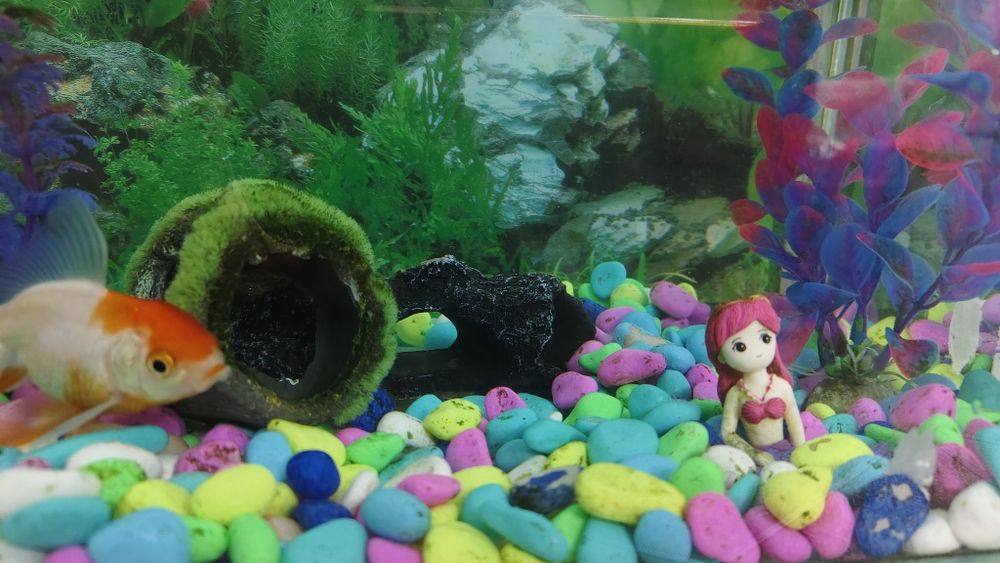 Балықтарымен аквариум/ аквариум с рыбками