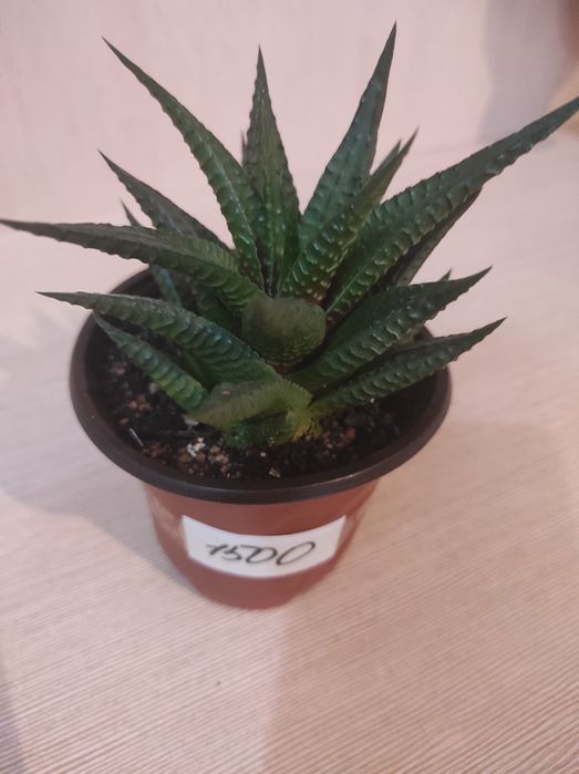 Комнатные растения цветы