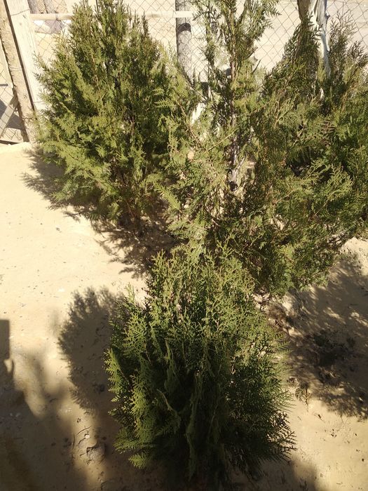 Хвойные растения и конский навоз