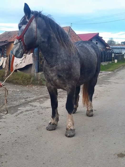 Vând sau schimb un armasar de 4 ani