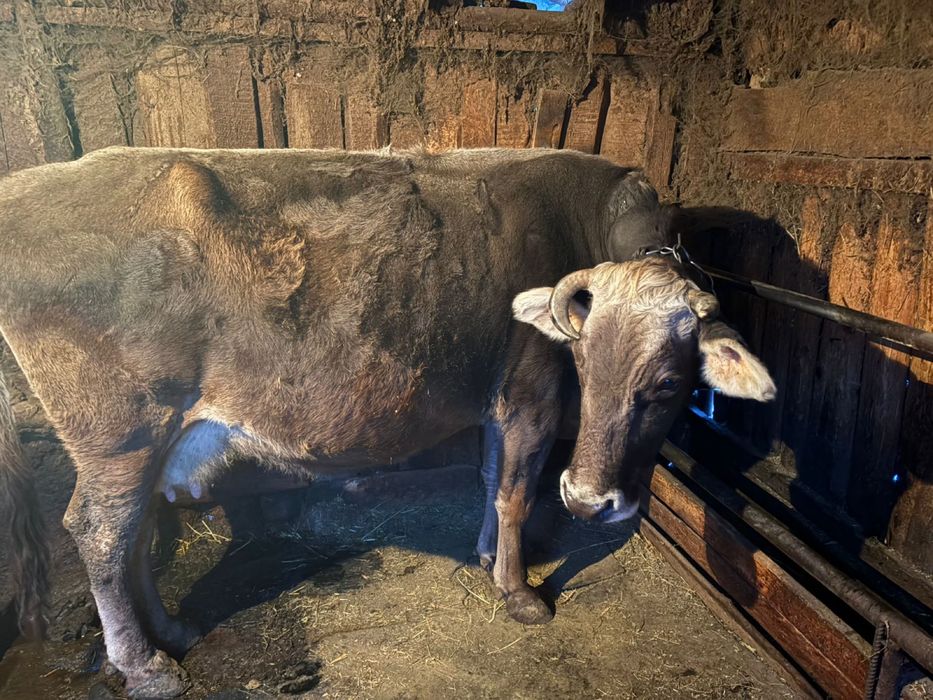 Продам стельную корову