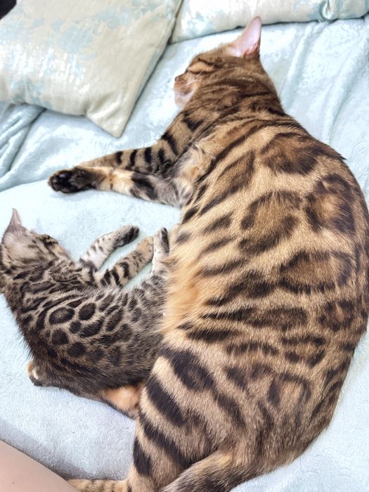 Бенгальский котенок, девочка