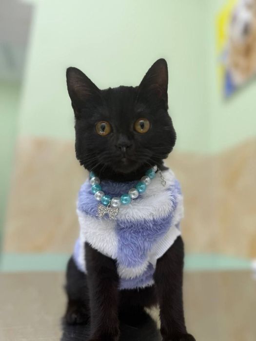 Mushuk Xadiyaga Qiz bola