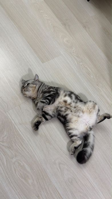 Котенок скотиш страйт